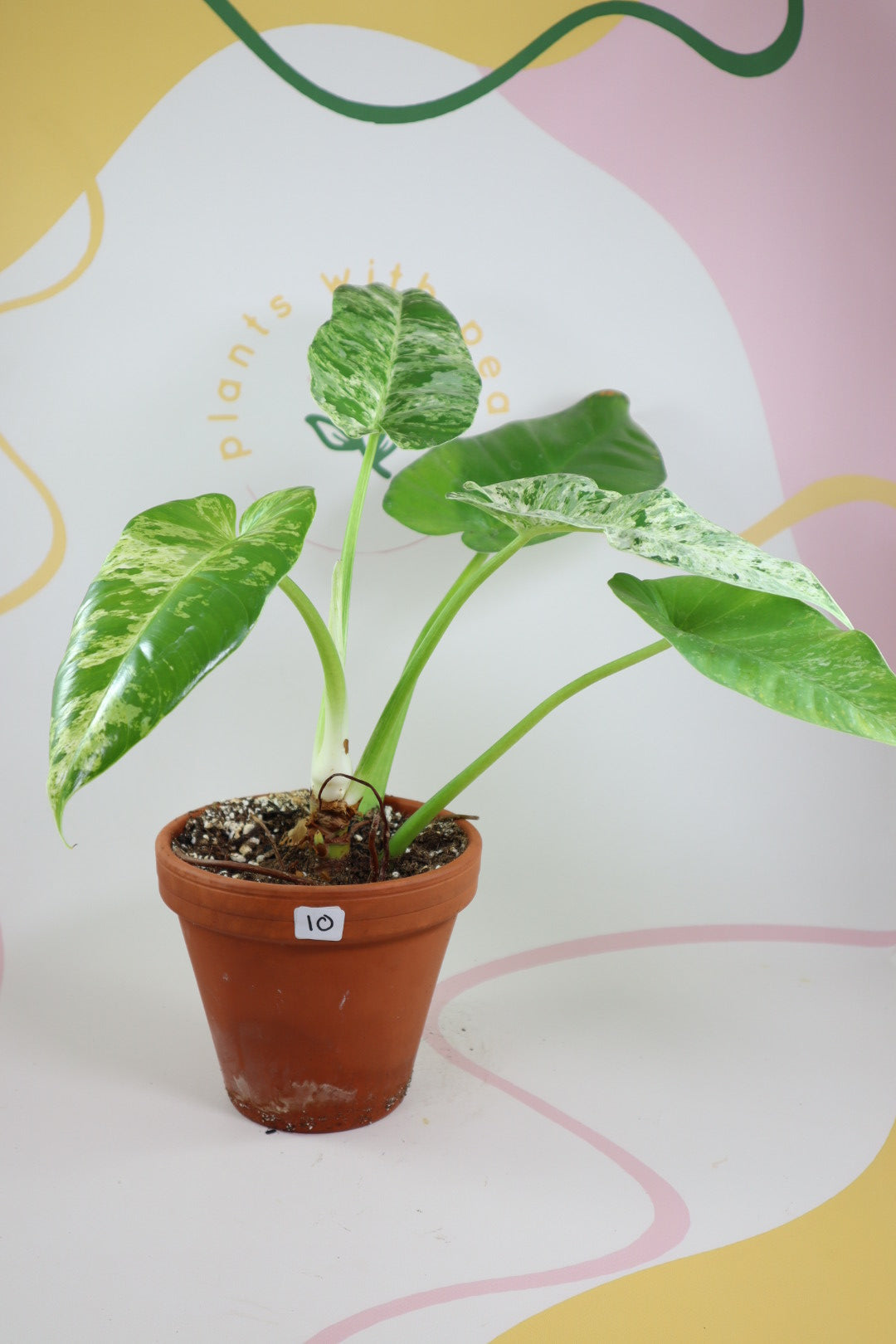 Philodendron top Gigantium Variegated FREE Phytosanitary