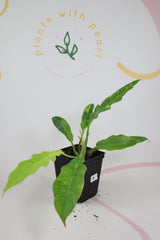 Philodendron ring of fire E