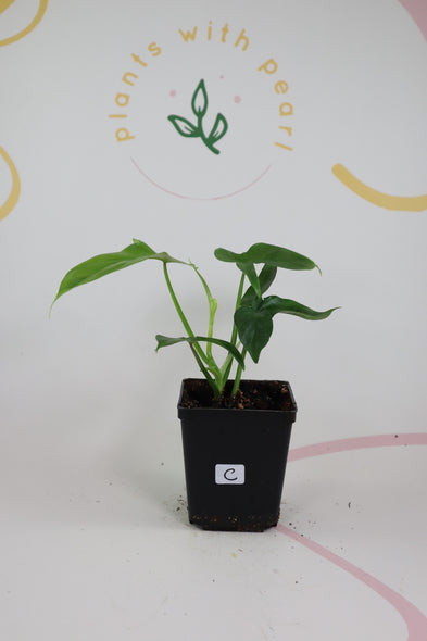 Philodendron barrosoanum C