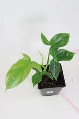 Philodendron barrosoanum C