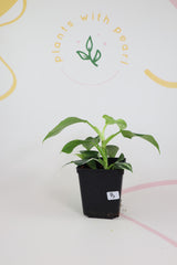 Philodendron white wizard b