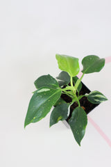 Philodendron white wizard b