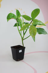 Philodendron barrosoanum D