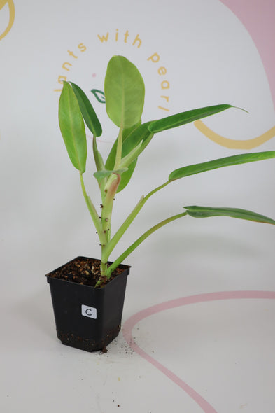 Philodendron golden spear - Calkin's gold C