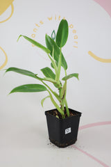 Philodendron golden spear - Calkin's gold D