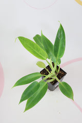 Philodendron golden spear - Calkin's gold D