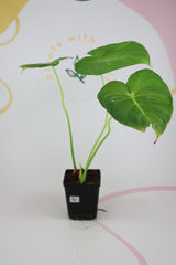 Philodendron pastazanum B