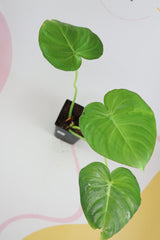 Philodendron pastazanum B