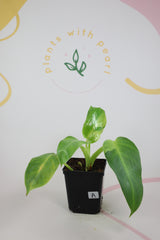 Philodendron Jose Buono a