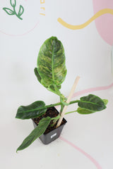 Variegated Philodendron Subhastatum Balleroy C