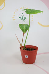 Philodendron gloriosum a