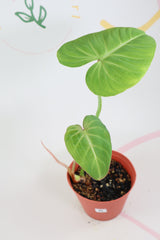 Philodendron gloriosum a