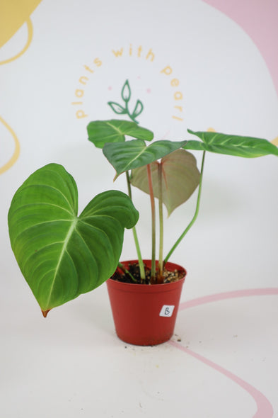 Philodendron gloriosum b