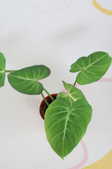 Philodendron gloriosum b