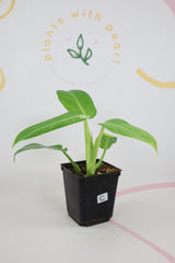 Philodendron Jose Buono c