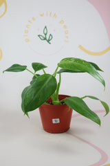 Philodendron Jose Buono D