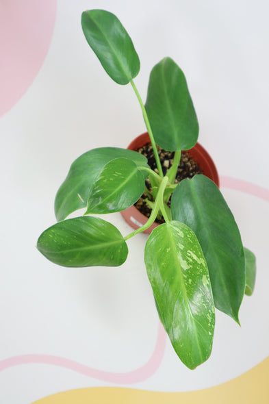 Philodendron Jose Buono D