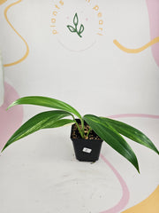 Variegated Epipremnum Amplissimum D