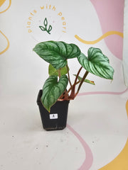 Philodendron Mamei Silver Cloud A