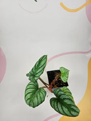 Philodendron Mamei Silver Cloud A