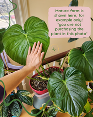 Philodendron pastazanum B