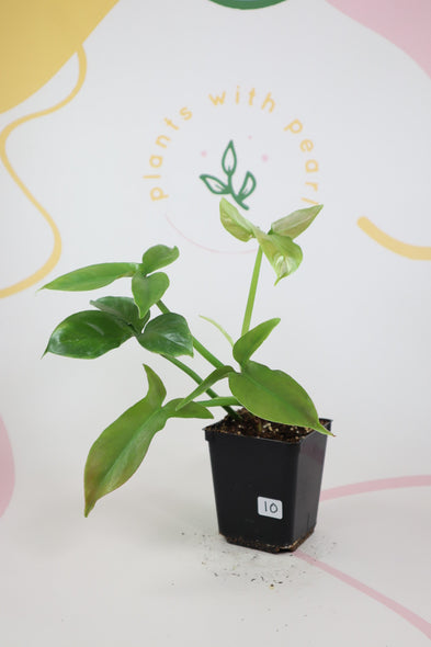 Philodendron barrosoanum 10