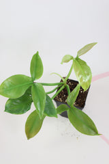 Philodendron barrosoanum 10