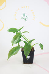 Philodendron barrosoanum 11