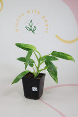 Variegated Philodendron Domesticanum 10