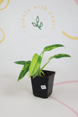 Variegated Philodendron Domesticanum 11