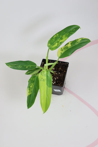 Variegated Philodendron Domesticanum 11