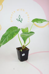 Variegated Philodendron Giganteum blizzard 12