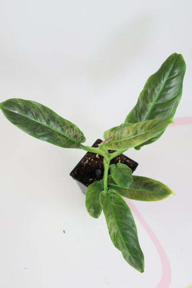 Variegated Philodendron Subhastatum Balleroy 10