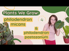 Philodendron Micans C