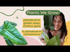 Philodendron golden spear - Calkin's gold C